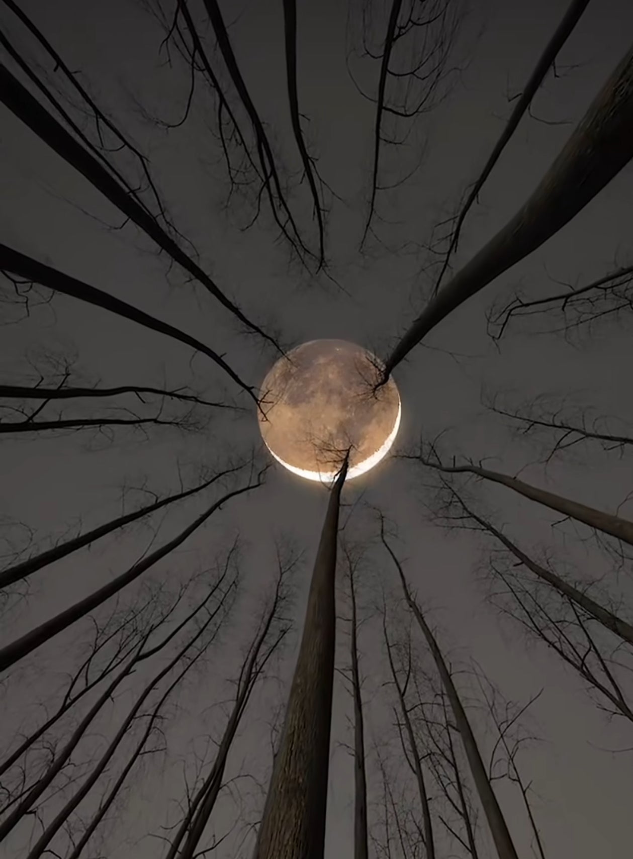 Moonlit Meadow